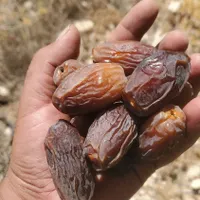 فروش  نهال  مجول صادراتی و  دانه درشت