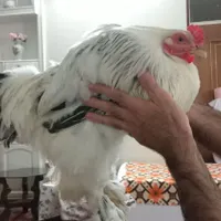 خروس برهما|حیوانات مزرعه|اصفهان, گورتان|دیوار