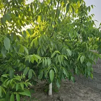 باغ و باغچه170متری (کنتوربرق/درختان 11ساله|فروش زمین و ملک کلنگی|تهران, امیریه|دیوار