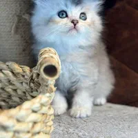 مجموعه گربه های مهربون ( بریتیش پرشین اسکاتیش)|گربه|اهواز, کیانپارس |دیوار