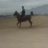 مادیان ترکی سواری دار|اسب و تجهیزات اسب‌سواری|اصفهان, بهارستان|دیوار
