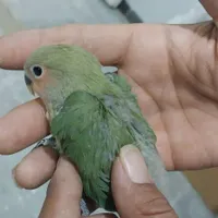 3عددکوتوله دونخورونرم خور دستی اماده اموزش|پرنده|سبزوار, ولیعصر (نجار آباد)|دیوار