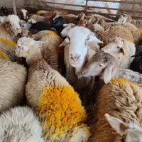همه وزنه دام همه نژاد زنده مغان افشاری کردستانی|حیوانات مزرعه|تهران, نیروی هوایی (پیروزی)|دیوار
