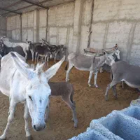 شیر الاغ دوشیدن در حضور مشتری کیلویی ۴۵۰|خوردنی و آشامیدنی|رباط‌کریم, انجم آباد|دیوار