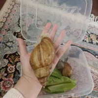 فروش حلزون آلبینو