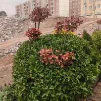 فروش اقساطی گل و گیاه|گل و گیاه طبیعی|کرمان, |دیوار