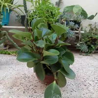 گل گلخانه|گل و گیاه طبیعی|اردبیل, |دیوار