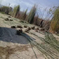 آموزش کاشت وتهیه نهال|خدمات باغبانی و درختکاری|تبریز, |دیوار