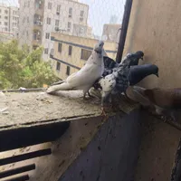 کبوتر ایرانی|پرنده|بندرعباس, |دیوار