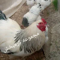 مولد ایام سمانی اندونزی یک خروس چهار مرغ وتخم نطفه|حیوانات مزرعه|شیراز, حافظیه|دیوار