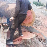 درخت وچوب حرص