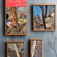باغبانی.هرس اصولی.داربست. اره برقی. متن رابخانید|خدمات باغبانی و درختکاری|کرمان, |دیوار