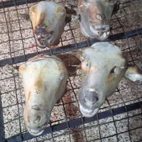 کله پاچه بره کووه بر جگر دمچه چرب روده وغیره|خوردنی و آشامیدنی|شوشتر, |دیوار