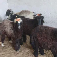 گوسفند عید قربان بره کره چپش قوچ نری بز میش|حیوانات مزرعه|کرمان, |دیوار