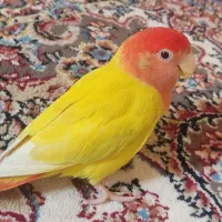 پرنده گم شده با مژدگانی
