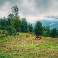 زمین آماده ساخت ویلا با ویوی ابدی زیر قیمت|فروش زمین و ملک کلنگی|تالش, تالش|دیوار