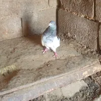 کله سبز دم سبز ماده تمیز ب شرط|پرنده|بهار, |دیوار