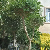 گیاه مورت ، مورد|گل مصنوعی|تهران, تهرانسر شرقی|دیوار