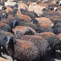گوسفند زنده برادران* افشار * با کشتارگاه تمیز|حیوانات مزرعه|کرج, باغستان|دیوار