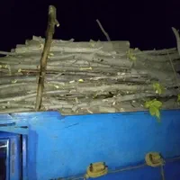 درخت باغ چوب وبیشه  چنار گردو وتیرخشگ را خریدارم|خدمات باغبانی و درختکاری|نورآباد, |دیوار