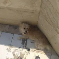 سگ پا کوتاه