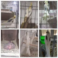 عروس هلندی درتمام سنین سریلاکی تازه دونخورجفت مولد|پرنده|تبریز, |دیوار