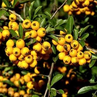 نهال پیوندی زالزالک زرد (sabzevarnahal)|گل و گیاه طبیعی|سبزوار, کهنه آب|دیوار