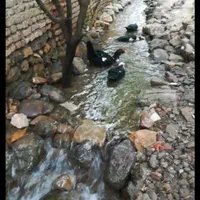 سوییت آپارتمان حیاط دار با چشم انداز جنگل|اجارهٔ کوتاه‌مدت آپارتمان و سوئیت|گرگان, |دیوار