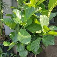 باغبانی سم پاشی سوسک ساس گلکاری هرس تعویض گلدان|خدمات باغبانی و درختکاری|تهران, تجریش|دیوار