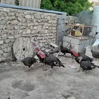 بوقلمون نر بزرگ ،بوقلمون کرک با تخم ،معاوضه با بره|حیوانات مزرعه|بوشهر, |دیوار