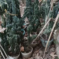 گل کاکتوس و کراسولا|گل و گیاه طبیعی|سیاهکل, |دیوار