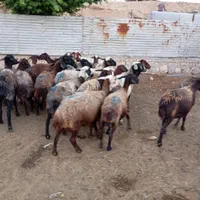 ماده گوشتی جهت قربانی|حیوانات مزرعه|قزوین, |دیوار