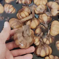 انبه قارچ بیلهر گل سیر گوجه باغی کنار لیمو برگ مو|عمده‌فروشی|شیراز, شهرک ولیعصر|دیوار