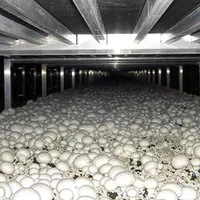 آموزش پرورش قارچ دکمه ای خوراکی کامل و صفر تا صد