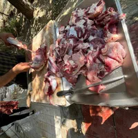 فروش گوساله بزقاله گوسفند حذف واسطه ها