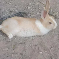 خرگوش بالغ با بچه