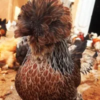 جوجه/مرغ بوقلمون گوشتی بیوتی تخمگذار چکی|حیوانات مزرعه|قم, میرزائیه|دیوار