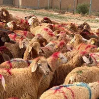 همه وزن همه نژاد گوسفند زنده ارگانیک پلاک دامپزشکی|حیوانات مزرعه|کرج, عظیمیه|دیوار