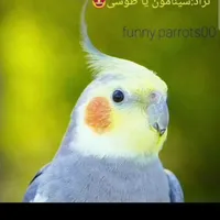 طوطی عروس هلندی|پرنده|سمنان, |دیوار