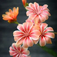 پرده آشپزخانه زبرا