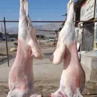باغستان گلشهر بهشتی عظیمیه آزادگان گوسفند زنده|حیوانات مزرعه|کرج, حصارک بالا|دیوار