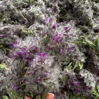 چای کوهی تازه|گل و گیاه طبیعی|محلات, |دیوار