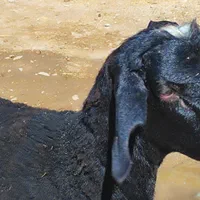 رقم  بره برای عقیقه نذری