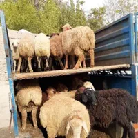 گوسفند و دام زنده بهداشتی در محل شما با ارسال..|حیوانات مزرعه|کرج, بنیاد|دیوار
