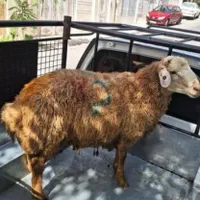 دام زنده پرواری گوسفند ۲۰کیلو تا۱۱۰کیلو جهت قربانی|حیوانات مزرعه|تهران, تهرانسر شرقی|دیوار