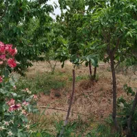 فروش باغ ۱۳۰۰ متری در .پل زمانخان شوراب صغیر|فروش زمین و ملک کلنگی|اهواز, بهارستان|دیوار