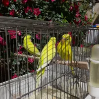 طوطی.مرغ عشق|پرنده|بروجرد, |دیوار