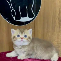 بچه گربه های اصیل نژاد دار گوگولی|گربه|کرج, دولت‌آباد|دیوار