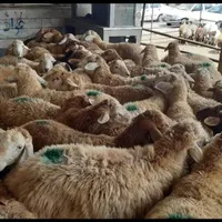 دام زنده گوسفنداورگانیگ جهت قربانی جنت آبادشمالی|حیوانات مزرعه|تهران, جنت‌آباد شمالی|دیوار