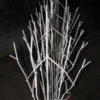 شاخ گوزنی